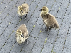 Branta canadensis