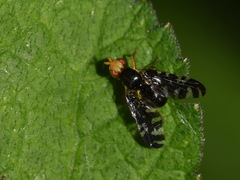 Platyparea discoidea