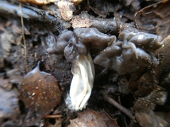 Helvellaceae