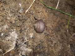Ponderconcha murphyi