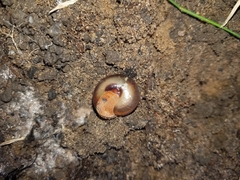 Ponderconcha murphyi