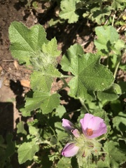 Malacothamnus lucianus