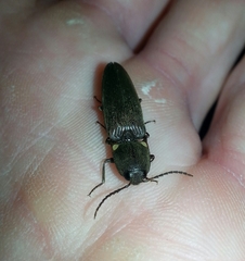 Deilelater physoderus