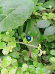 Parheminodes pulcher