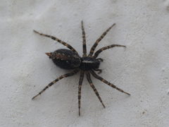 Textrix denticulata