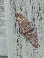Eupithecia vulgata