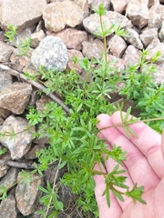 Galium tricornutum