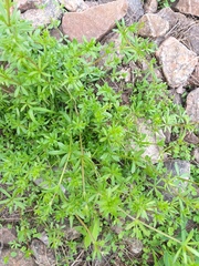 Galium tricornutum