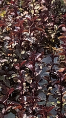 Iresine diffusa herbstii