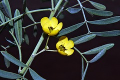 Senna artemisioides coriacea