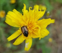 Chasmatopterus