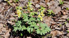 Corydalis bracteata