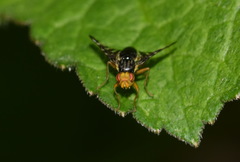 Platyparea discoidea