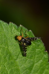 Platyparea discoidea