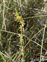 Pimelea curviflora curviflora