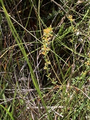 Pimelea curviflora curviflora