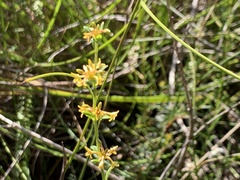 Pimelea curviflora curviflora