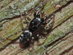 Salticus zebraneus