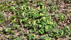 Corydalis bracteata