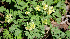 Corydalis bracteata