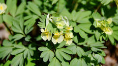 Corydalis bracteata