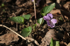 Viola jooi