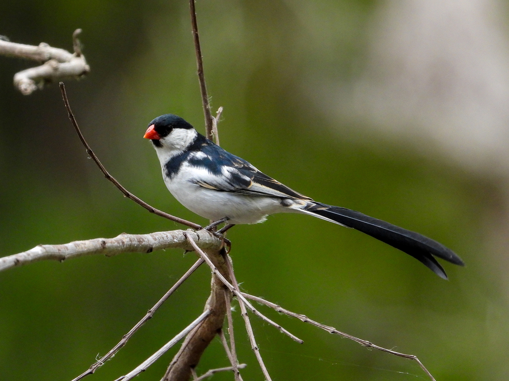 Pin-tailed Whydah photo