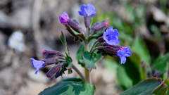 Pulmonaria mollis