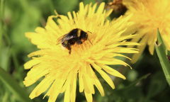 Bombus terrestris