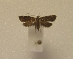 Lathicrossa leucocentra