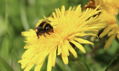 Bombus terrestris