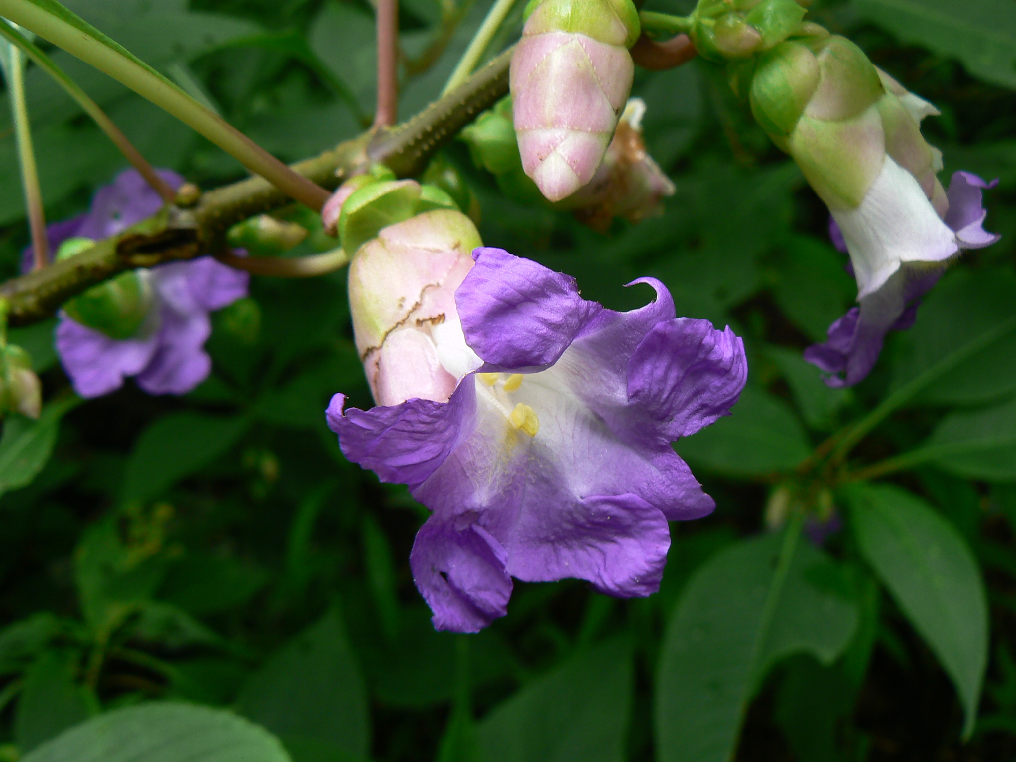 Strobilanthes callosa Nees