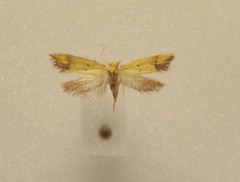 Gymnobathra flavidella