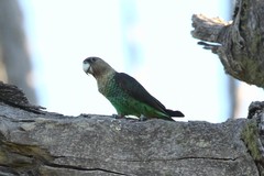 Poicephalus robustus