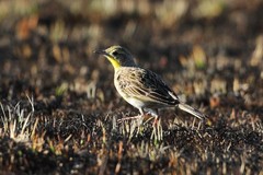 Hemimacronyx chloris