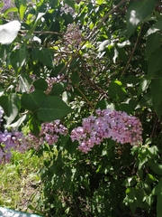 Syringa vulgaris