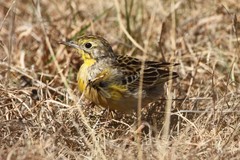 Hemimacronyx chloris