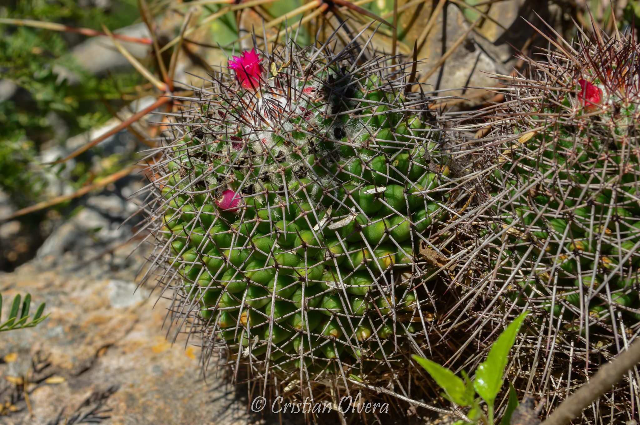 Mammillaria polythele ssp. polythele