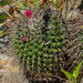 Mammillaria polythele polythele - Photo (c) Cristian Olvera, some rights reserved (CC BY-NC-ND), uploaded by Cristian Olvera