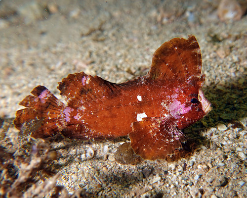 Cockatoo fish (Ablabys taenianotus) — Tetrarogidae — 4