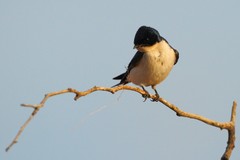 Hirundo dimidiata