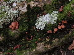 Mycena mariae