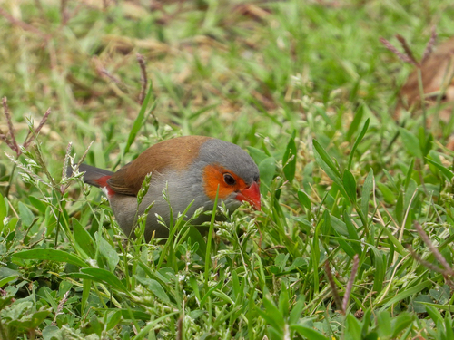 Estrilda carinaranja (Estrilda melpoda)