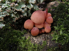 Mycena mariae