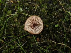 Mycena mariae