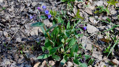 Pulmonaria mollis