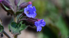 Pulmonaria mollis