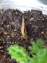 Cephrenes trichopepla