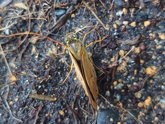 Cephrenes trichopepla