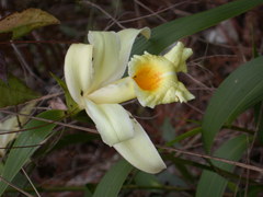 Sobralia xantholeuca